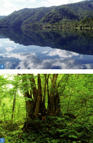 美しい水面、支笏湖の森